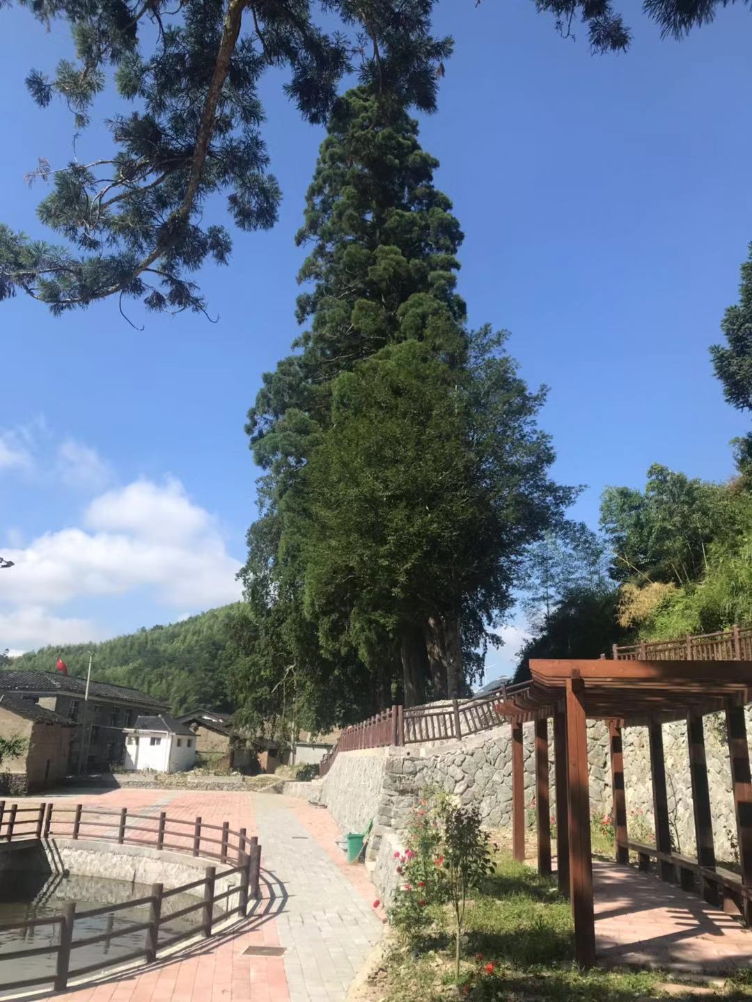 红曲酒的制作原理是什么,天台红曲酒的由来