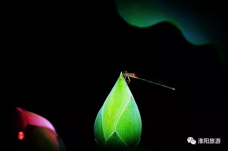 又见淮阳荷花香——唯美文章唯美荷，唯美视频唯美歌