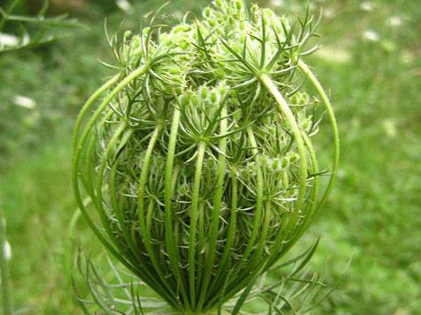 大面积蛇床子的种植方法,蛇床子种植技术及亩效益