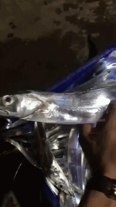 谁，才是包邮区的“海鲜帝国”？