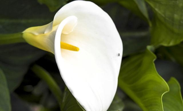 马蹄莲的养殖方法及注意事项,马蹄莲养殖方法与注意事项