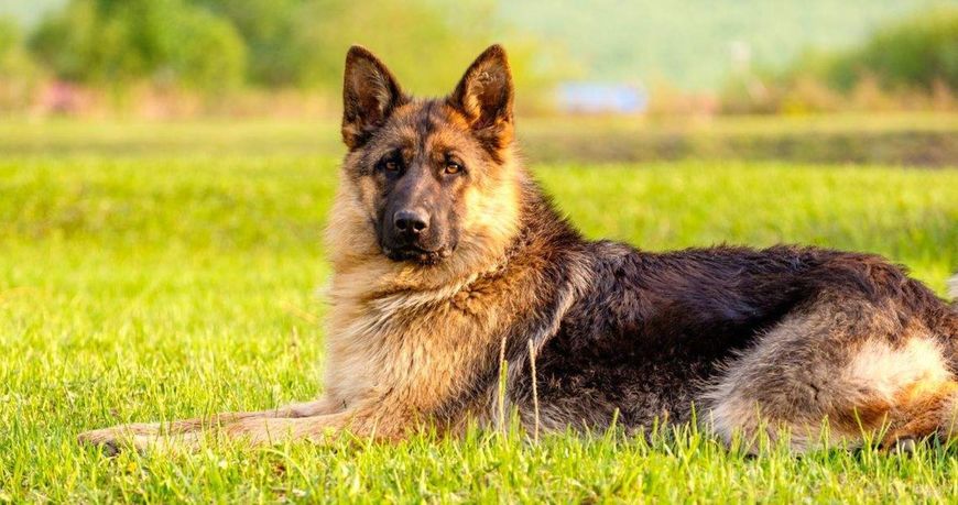 狗狗品种大全及介绍了解一下,狗狗品种怎么挑选最好看