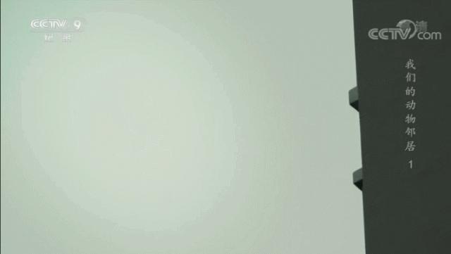 央视拍这种片怎么就没「流量」