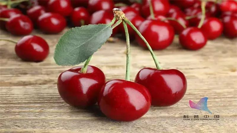 樱桃里面长的有小肉虫能吃吗,樱桃里边的虫子对人体有害吗