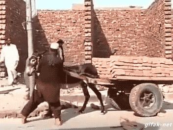 搞笑gif段子又能混饭吃了,搞笑段子gif保证你笑破肚皮