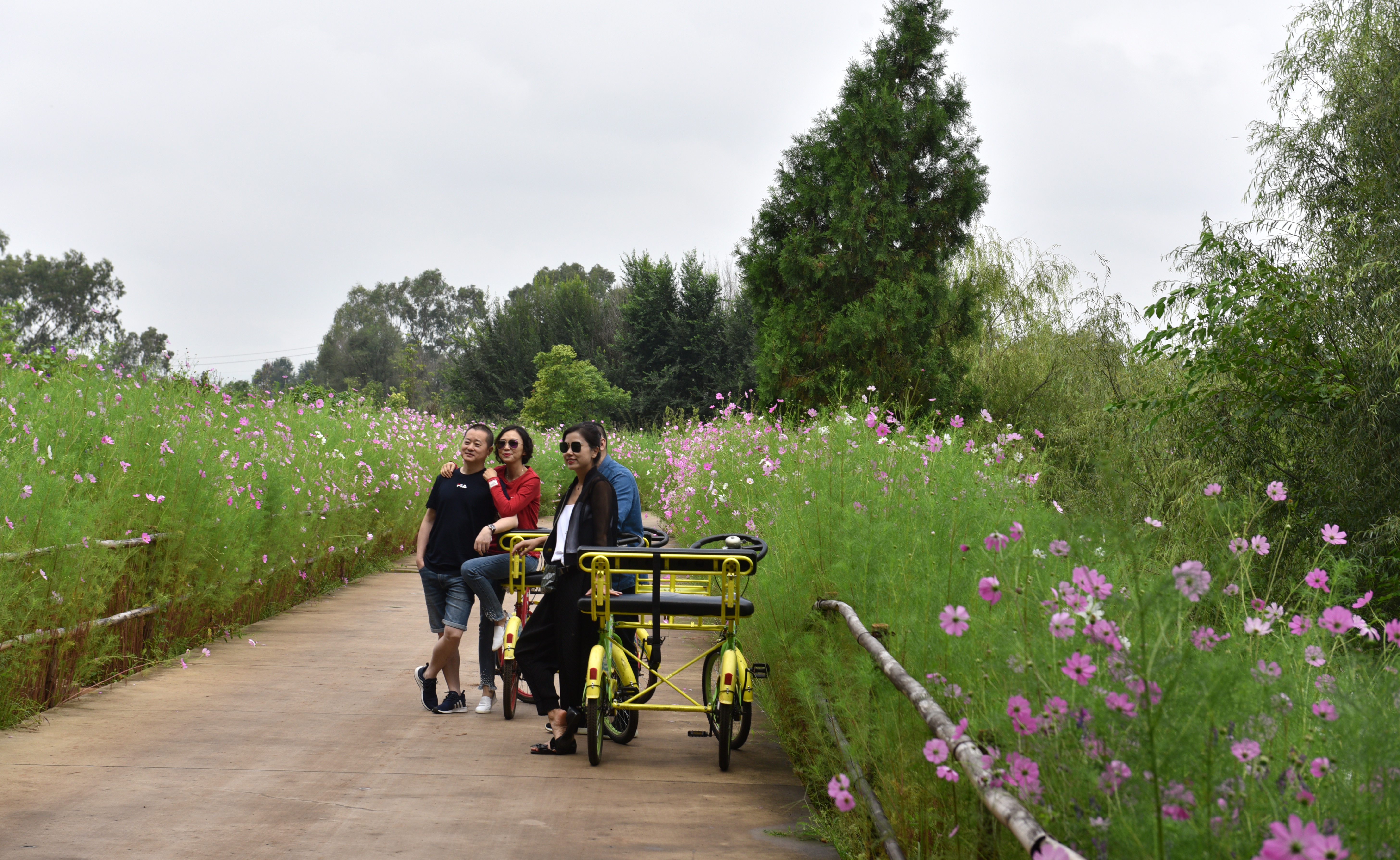 昆明百花山万亩花海,昆明薰衣草花海