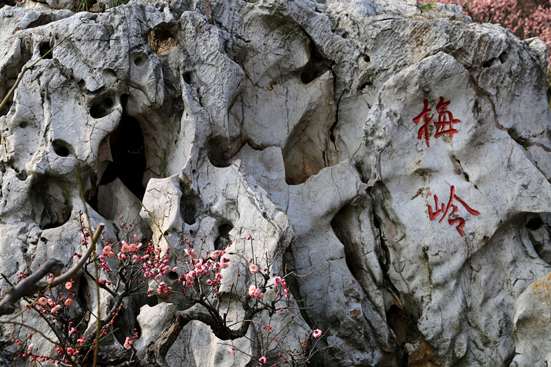 南京古林梅岭，二梅报春；盆景园梅花，婀娜多姿