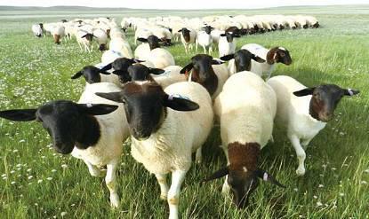 巴盟羊为什么好吃,锡盟羊的特征