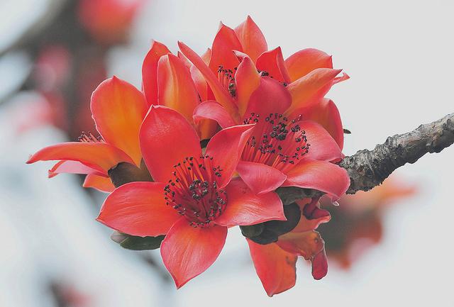 浓须大面好英雄，壮气高冠何落落，木棉花岂可用娇柔妩媚来形容