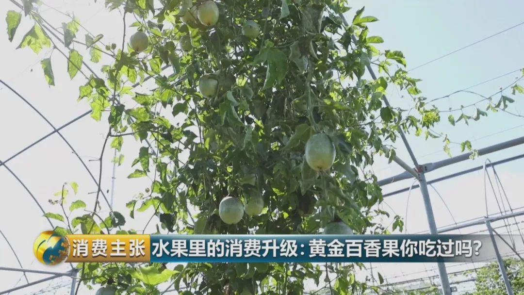 黄金百香果口感和普通百香果有何区别？