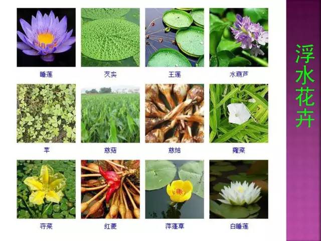 花卉大全500种观叶植物名称,1332种常见花卉植物图谱