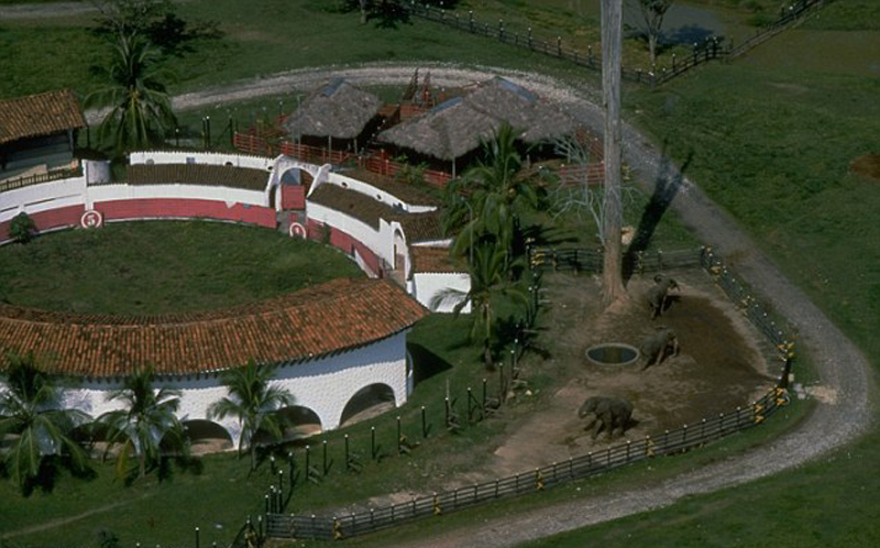 河马泛滥成灾？犯罪大佬遗留4只河马，现至少50只，十年内破百只