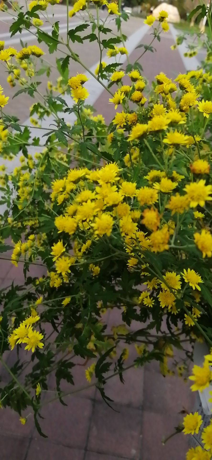 弘扬社会正气的作文议论文素材,弘扬浩然正气传递正面能量作文