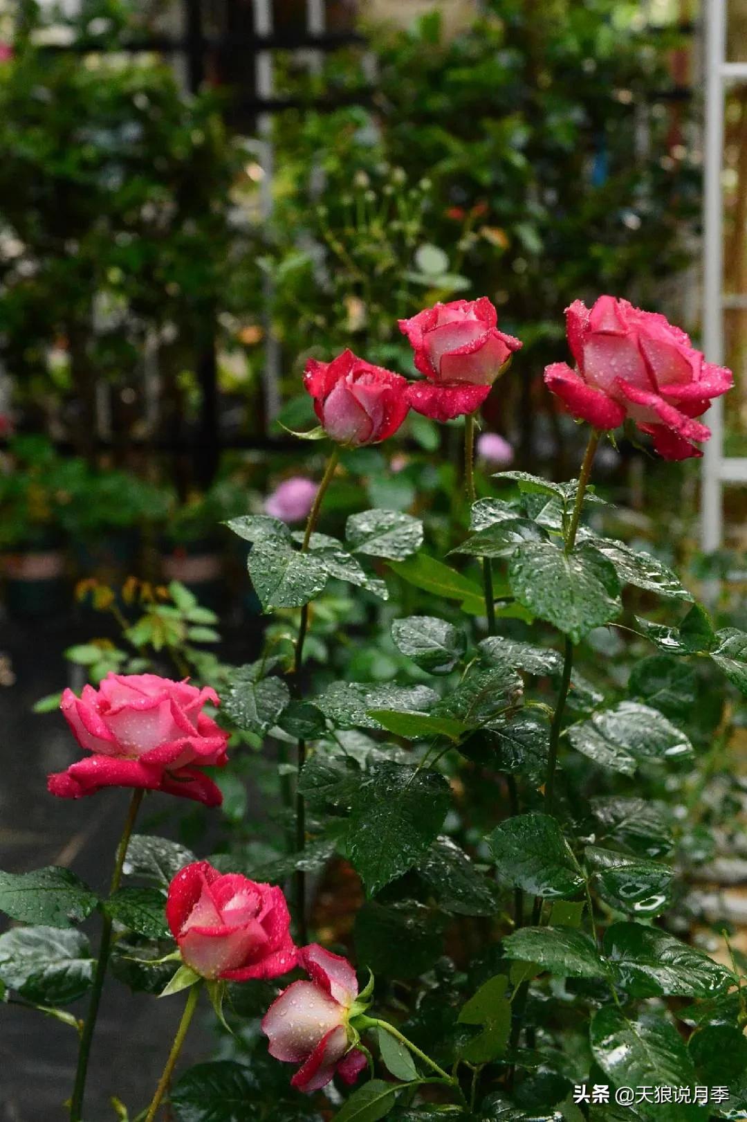 花友家的春花都开爆爆爆了，快来云赏花！（上）