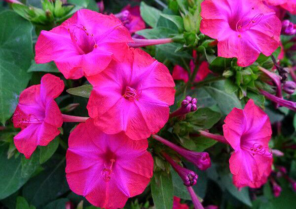 紫茉莉花种子怎么长出来,紫茉莉花的观赏特性