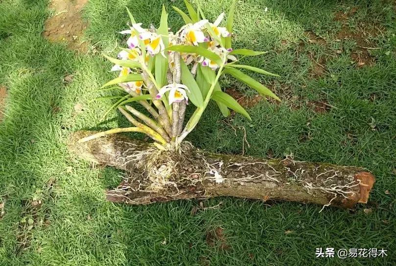 叠鞘石斛与铁皮石斛的区别,肿节石斛和大苞鞘石斛的不同