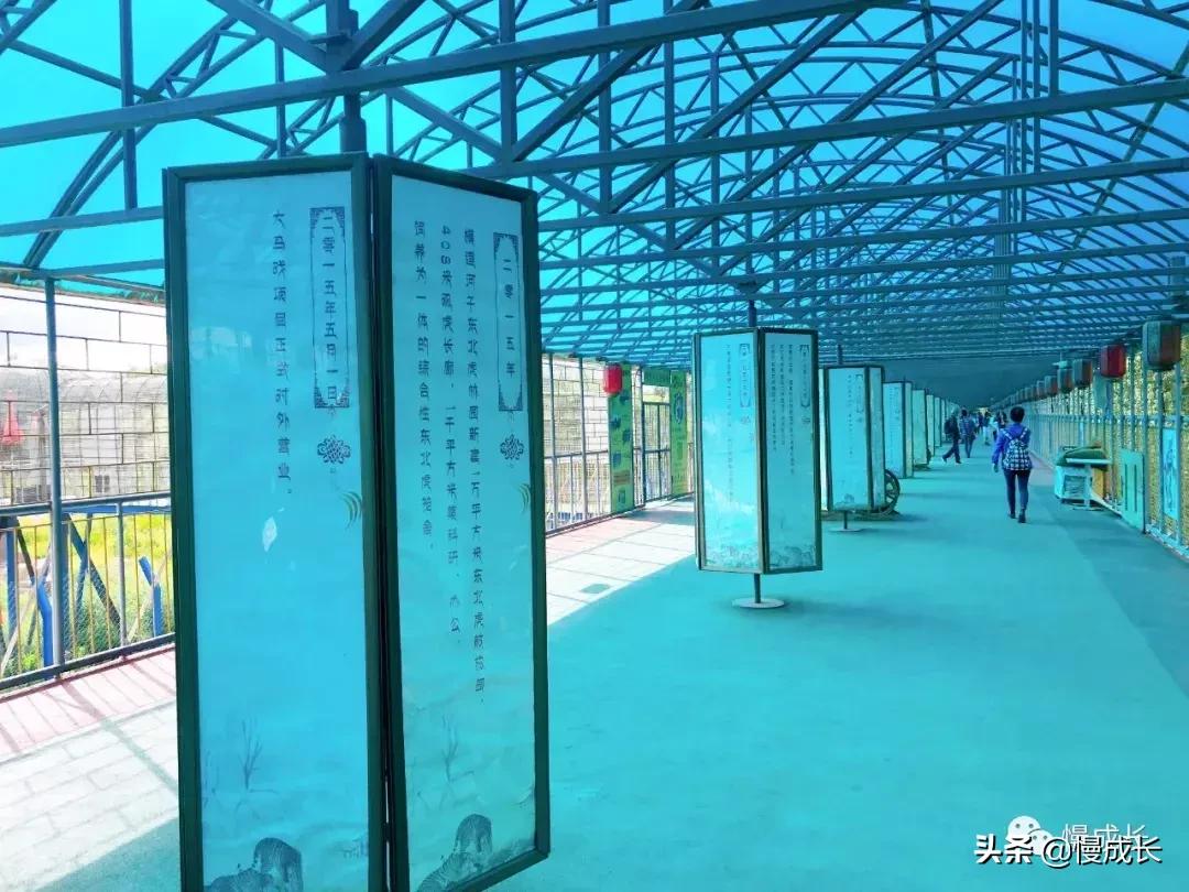 哈尔滨去威海亲子游,哈尔滨旅游攻略亲子游四天三夜