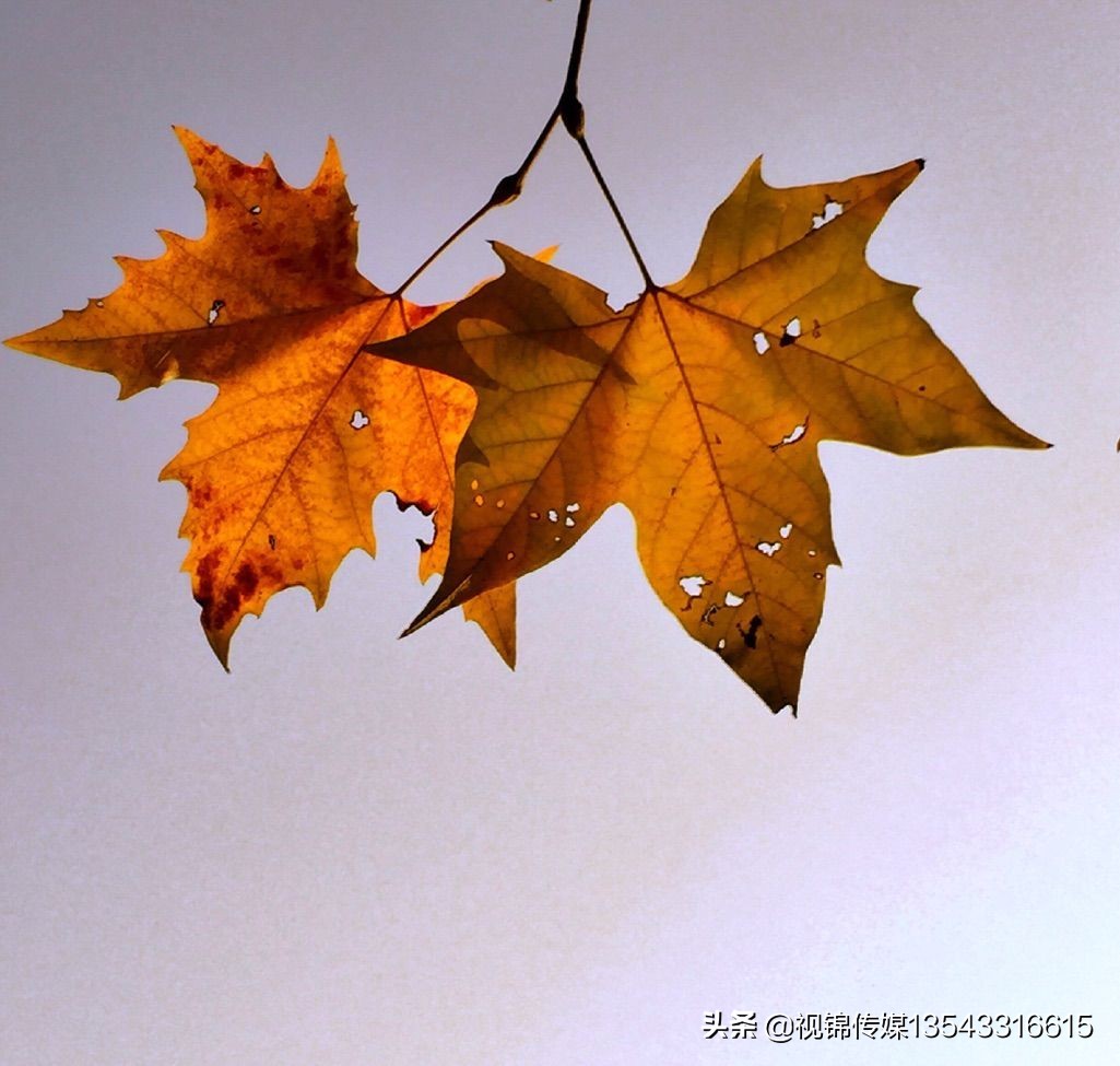 手机后期修图软件,最好用的手机修图软件有哪些