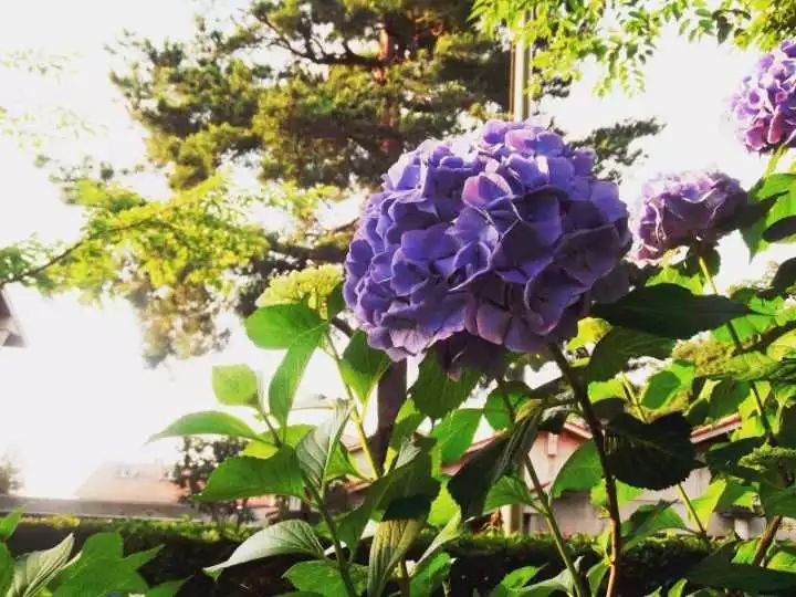 日本乡村田野生活纪录片,日本乡村小镇风景视频