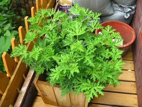 花卉绿植要怎么养护才长得好,养花技巧家庭养护绿植的小方法