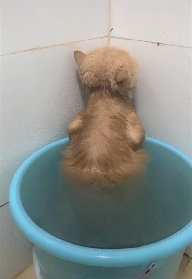 给猫咪洗澡不用急,给猫咪洗澡发现了不得了的事情
