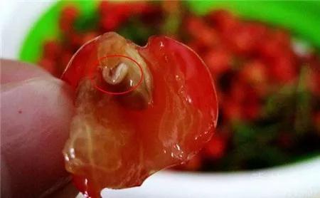 樱桃的常见病虫害及防治方法,樱桃虫害最佳防治方法