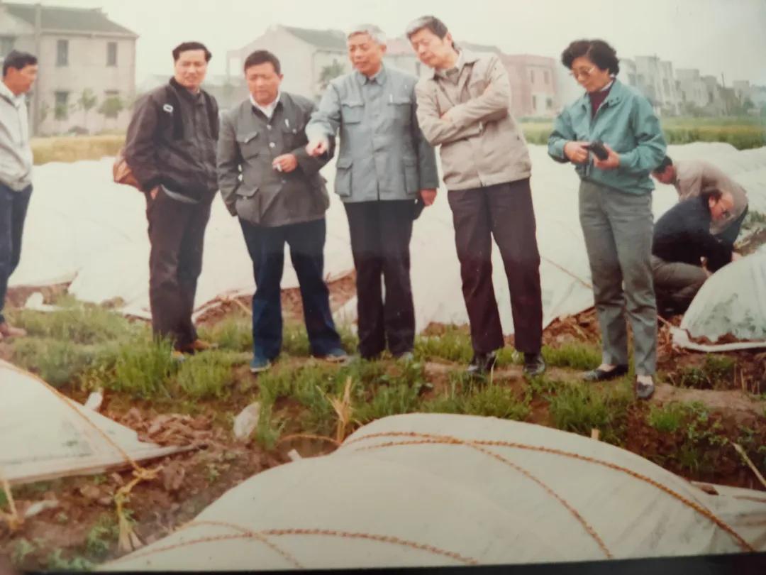 8424西瓜的技术秘密,8424西瓜试验了多长时间