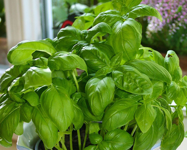 适合养在阳台且不招虫的植物,阳台上最易养的香草植物