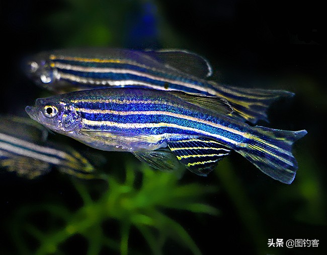 中国前十热带观赏鱼,热带观赏鱼鲤科鱼类主要有哪些鱼