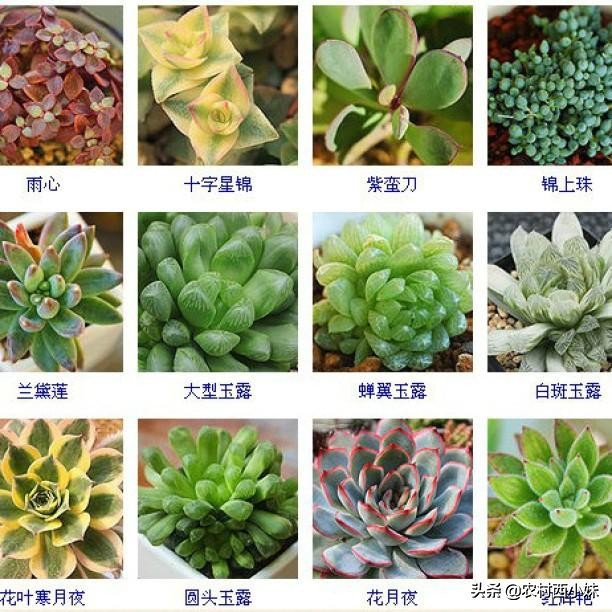 144种常见多肉植物品种名称图鉴,500种多肉植物名称大全