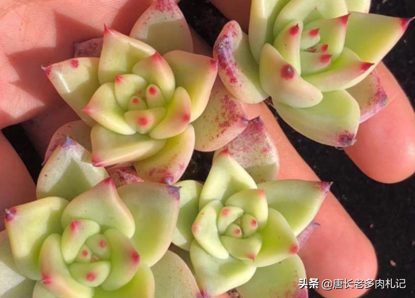 万宝路多肉 (万宝龙多肉是怎么杂出来的)