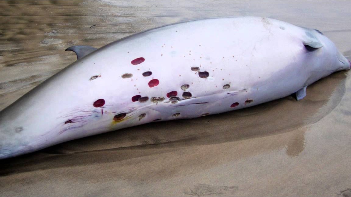 身长才50厘米的达摩鲨究竟有多狂,巨齿鲨有多恐怖一口能咬死鲸鱼