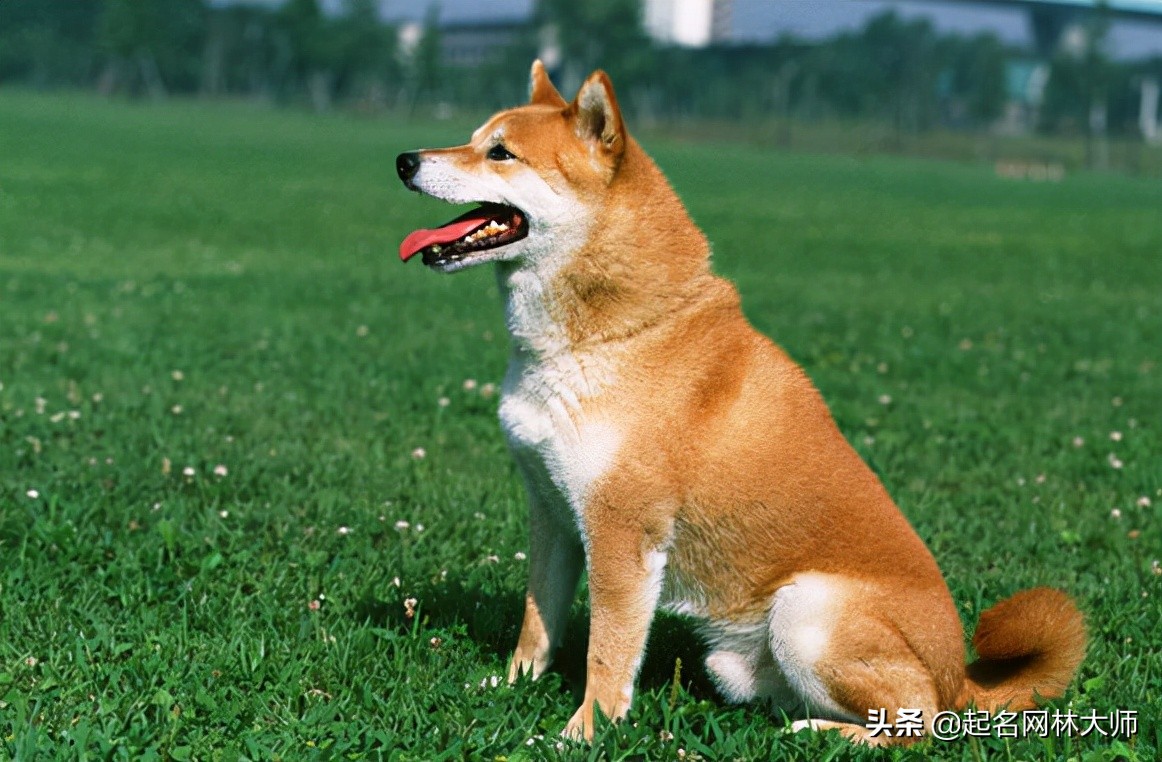 听话懂事温顺的狗狗品种,可鲁可鸭一只随叫随到的狗狗