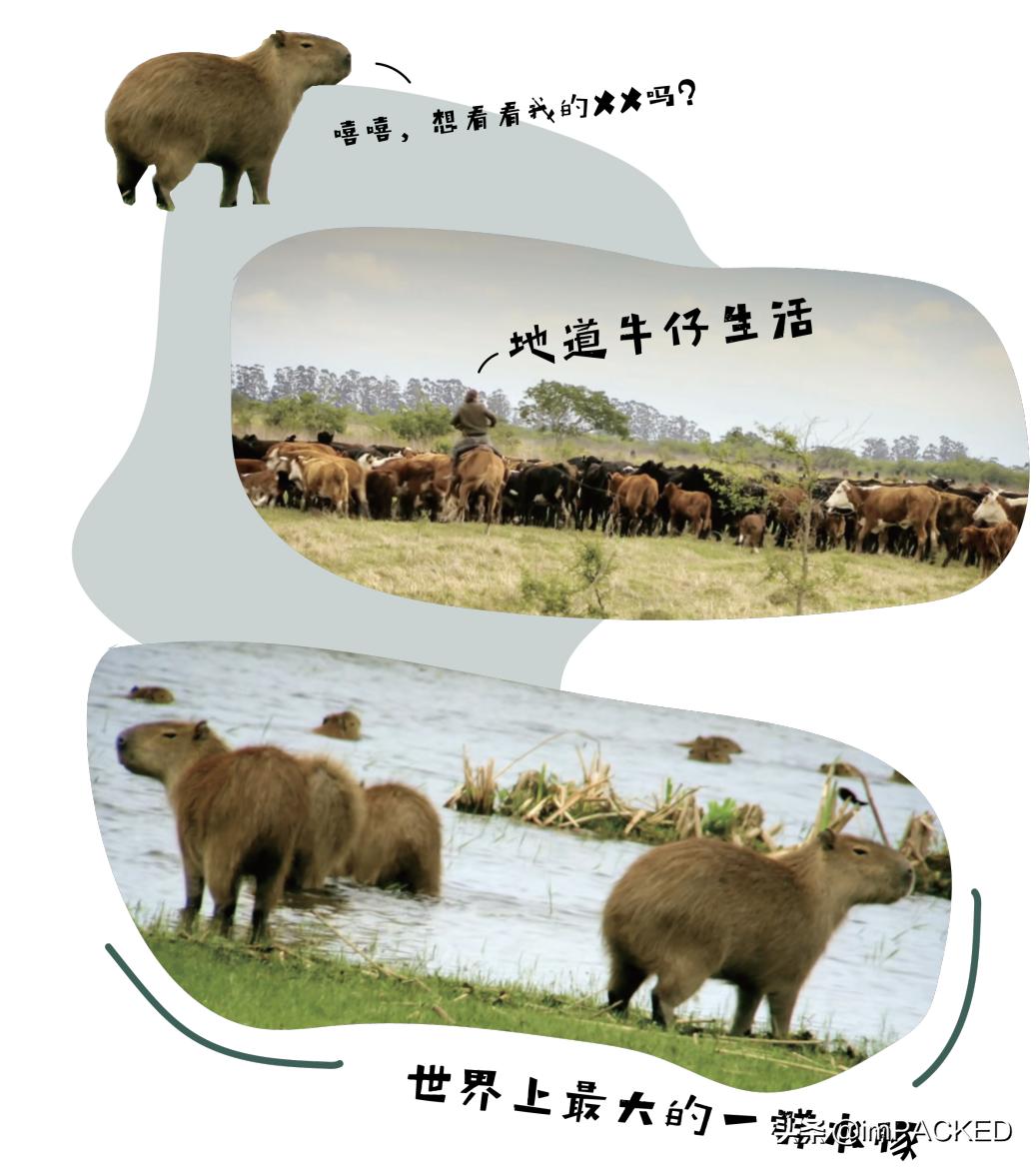 robgreenfield多少钱,robingreenfield