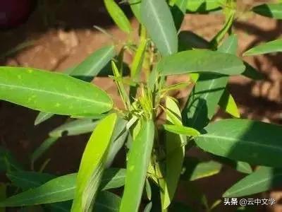 花语大全100种花图片,100种花的花语太全了