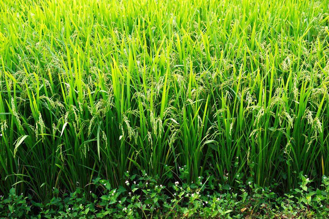 三伏是什么寓意,一年中有两中伏什么意思