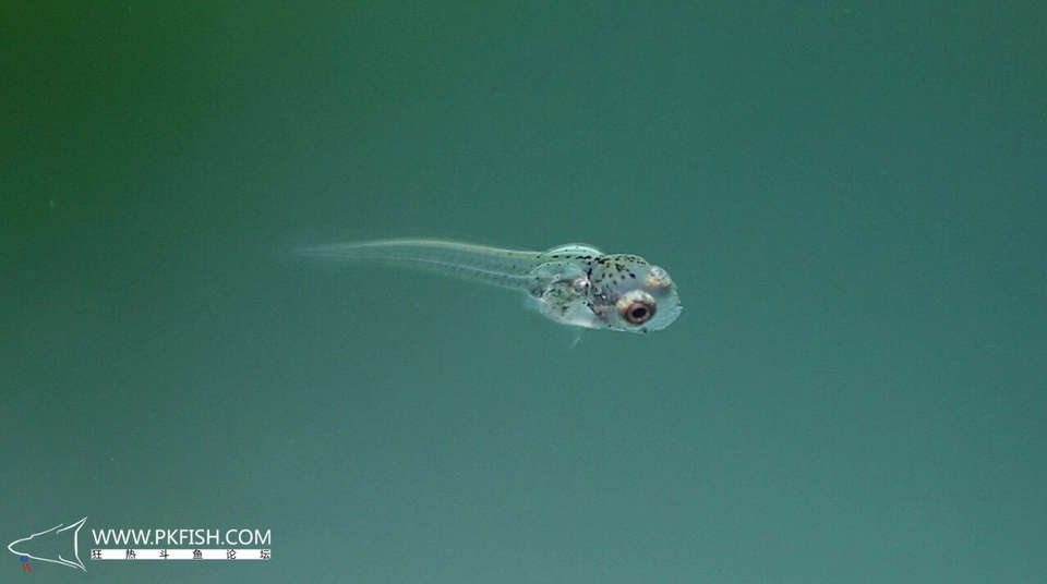 中国斗鱼繁殖直播教程视频,繁殖中国斗鱼要多大的鱼缸