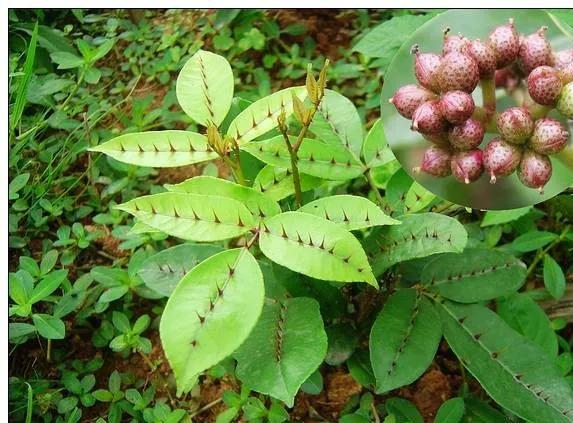 25种常见有毒的花草树木,警惕50种有毒植物