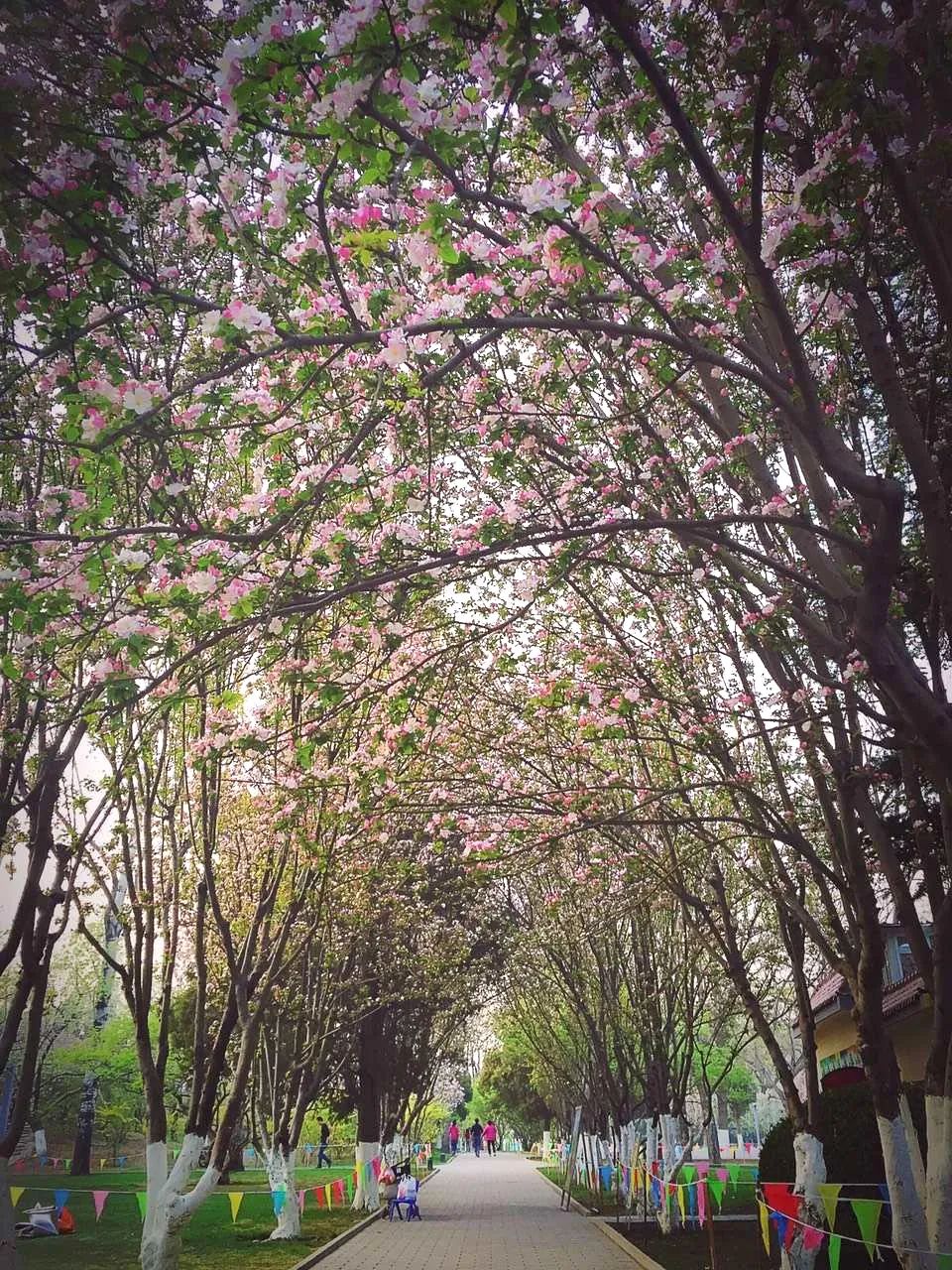 缃戝弸鍒嗕韩鍖椾含璧忚姳鎸囧崡,鍖椾含璧忚姳鎸囧崡