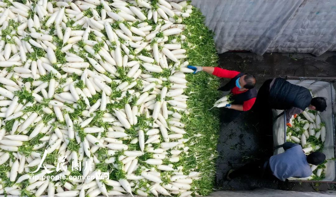 10元套餐菜团购,10元10斤菜