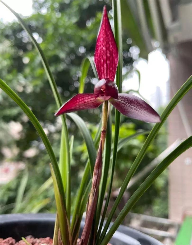 云南玉溪的春兰品种有哪些,云南玉溪最好的兰花