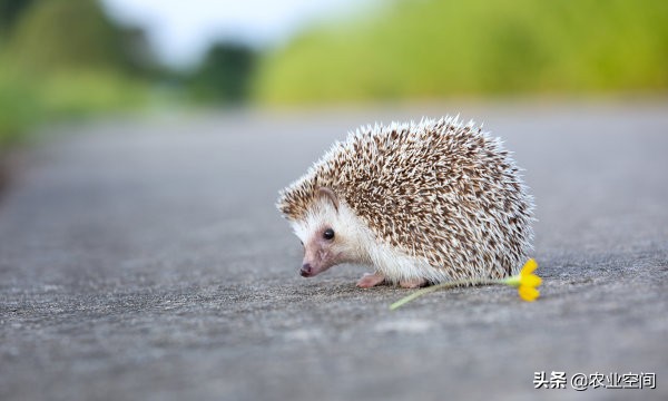 刺猬养殖的发展前景,刺猬的养殖技术视频