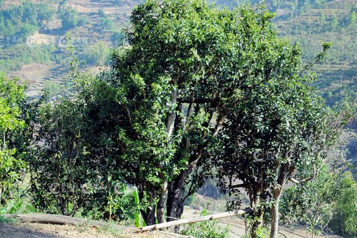 云南普洱茶区六大茶区,普洱茶茶区详细分布图