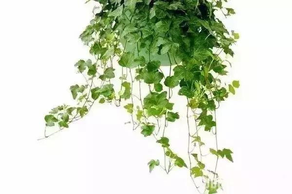 什么植物甲醛吸附好,房间里吸收甲醛的植物有哪些