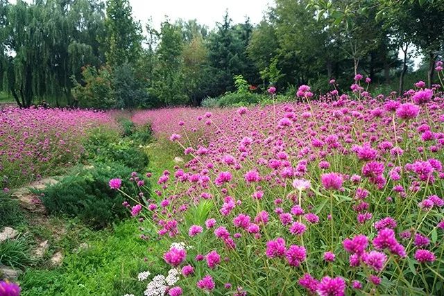 大连重阳节旅游攻略,大连九月秋游攻略