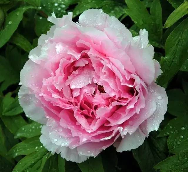 最美牡丹花与诗,牡丹最美诗词