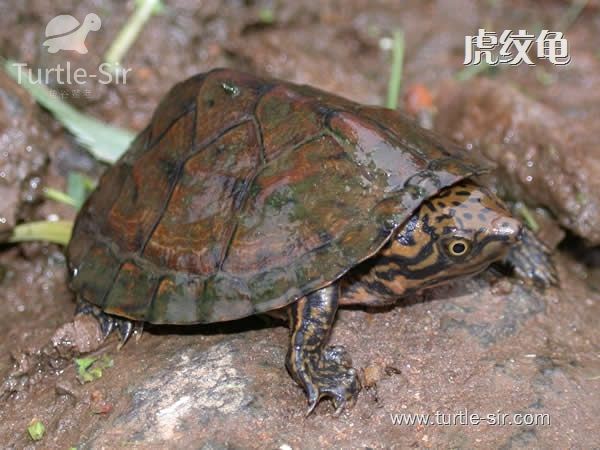 麝香龟虎纹龟图片,虎纹麝香龟跟虎纹泥龟对比