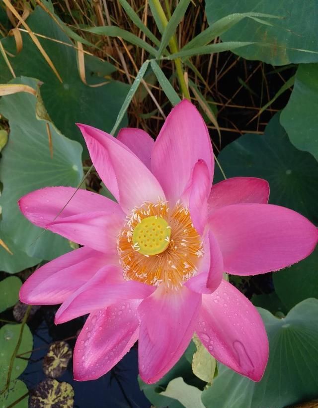 微山湖新鲜莲蓬采摘,微山湖旅游攻略美食