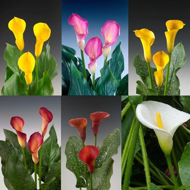 马蹄莲养殖方法与注意事项,马蹄莲养殖方法和注意事项大全