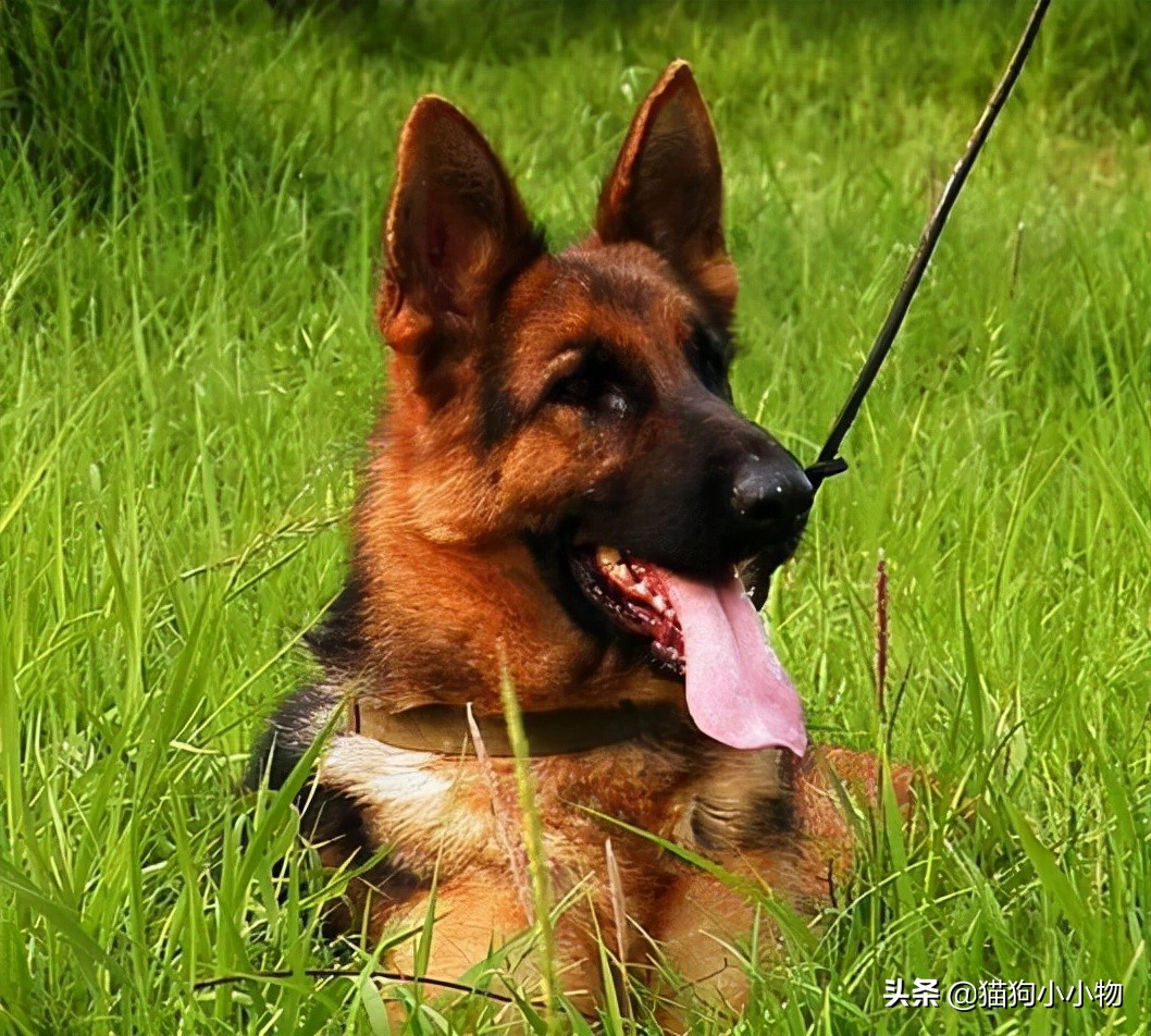 短毛德牧与长毛德牧配狗可以吗,德牧长毛智商高还是短毛德牧高